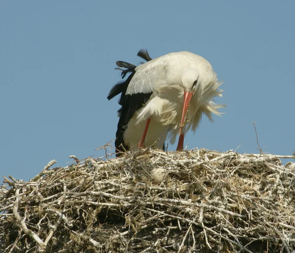 Čáp bílý na její hnízdo — Stock fotografie