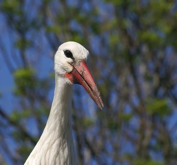 Porträtt av en vit stork — Stockfoto