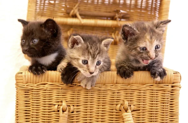3 kittens sitting in a basket — Stock Photo, Image