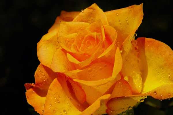 Oranžová růže s kapkami vody — Stock fotografie
