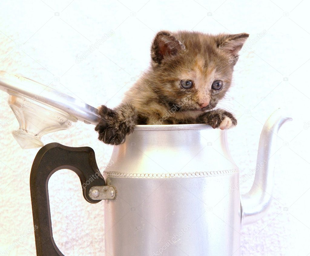 Cute little cat in a coffeepot