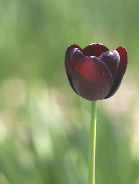 Темный тюльпан в зеленом поле — стоковое фото