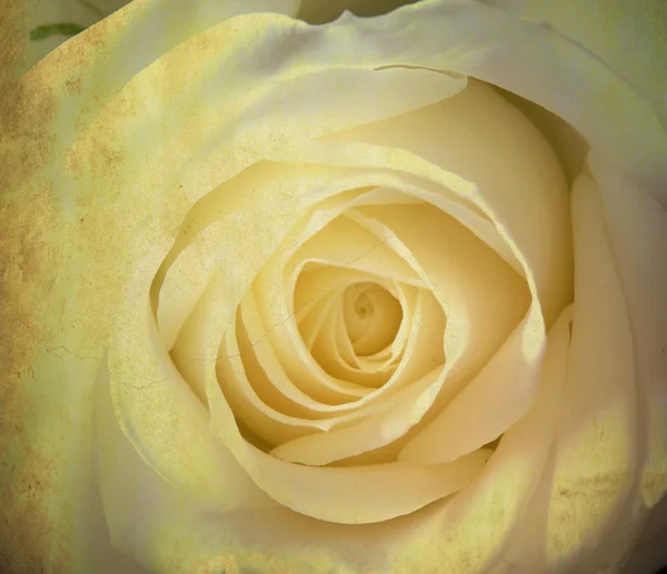 Imagem de grunge de uma rosa branca — Fotografia de Stock