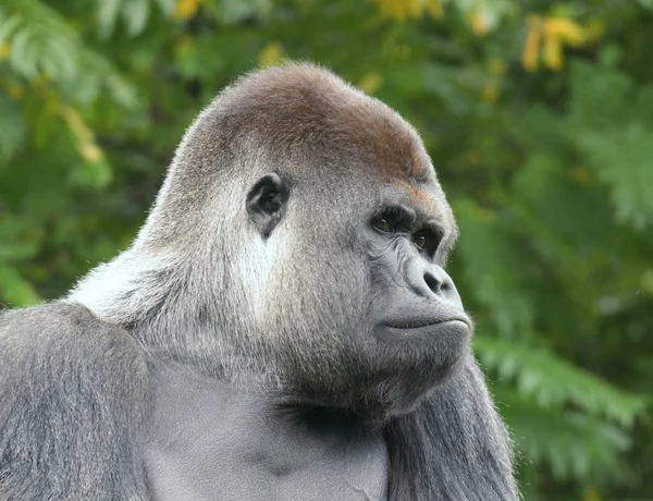 stock image Gorilla