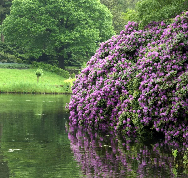 Paisaje con flores púrpura por el lak —  Fotos de Stock