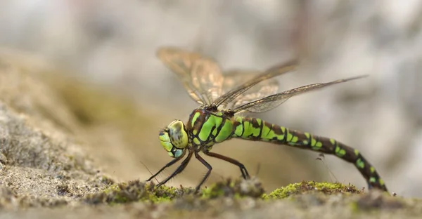 Groene dragonfly — Stockfoto
