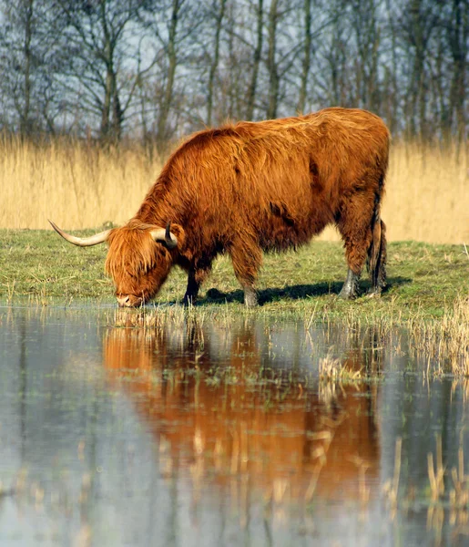 Drinking ox — Stock Photo, Image