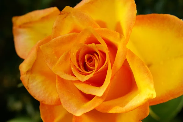 Rose orange avec gouttes d'eau — Photo