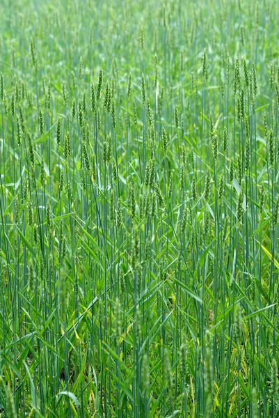 stock image Field of grass