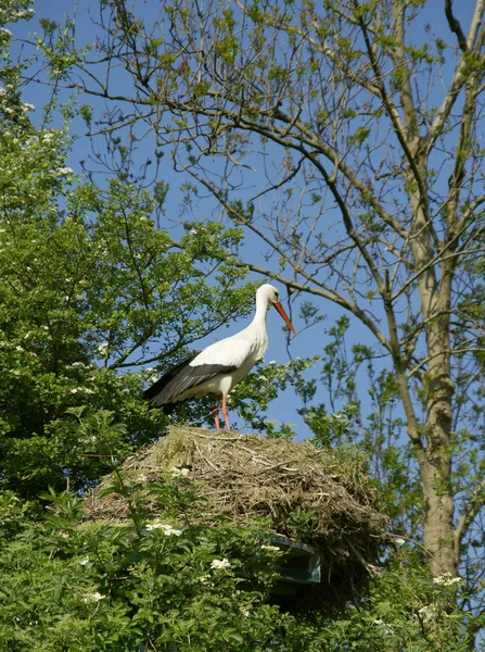 Cicogna bianca (Ciconia ciconia) sul nido — Foto Stock