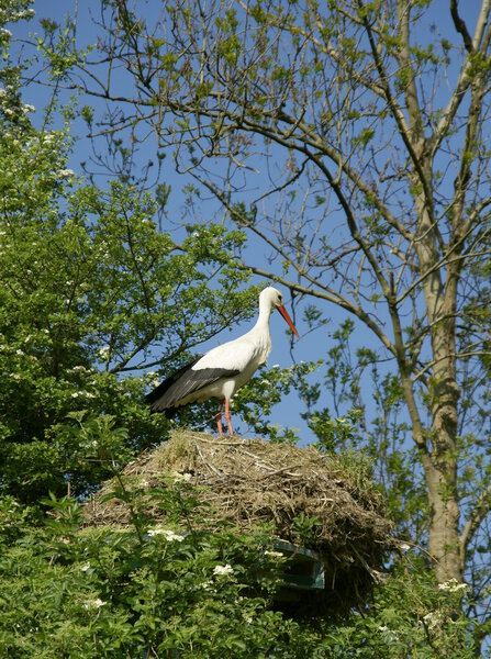 White stork (Ciconia ciconia) on nest