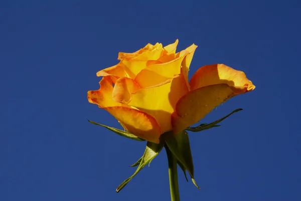 Žlutá růže proti obloze bleu — Stock fotografie