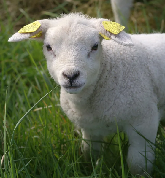 Cute lamb — Stock Photo, Image