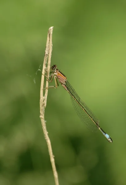 Dragonfly Ischnura elegans — Stock Photo, Image