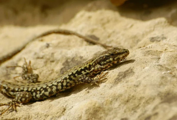 stock image Lizard