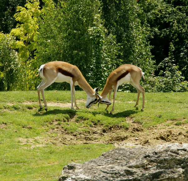 Boj impala — Stock fotografie