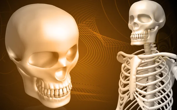 Skull and skeleton — Stock Photo, Image