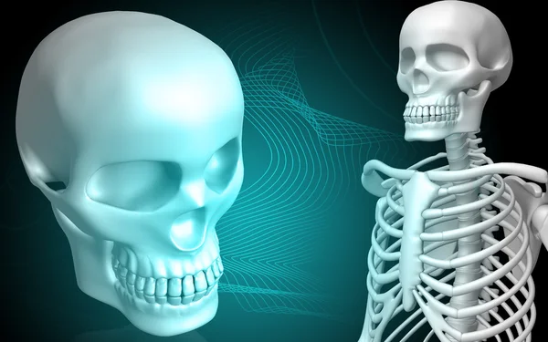 Teschio e scheletro — Foto Stock