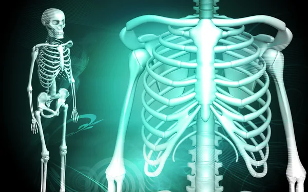 Insan kaburga ve Skeleton — Stok fotoğraf