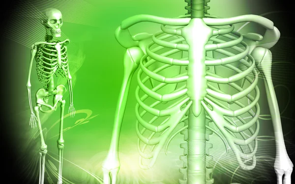 Скелет и человеческие ребра — стоковое фото
