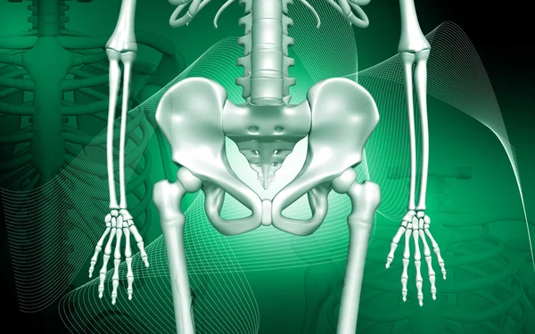 Esqueleto e costela humana — Fotografia de Stock