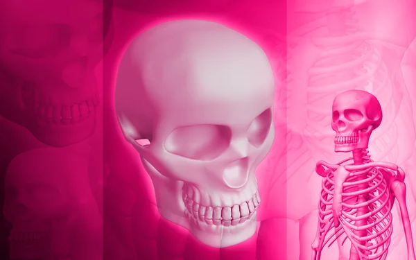 Esqueleto y cráneo humano — Foto de Stock