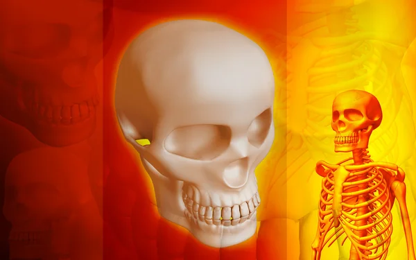 Skelet en menselijke schedel — Stockfoto