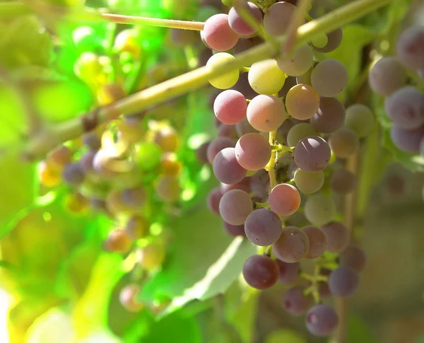 Виноград — стокове фото