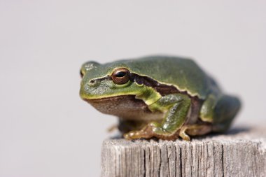 European Tree Frog clipart
