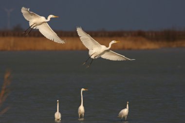 Great Egret clipart