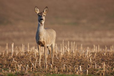 Roe Deer clipart