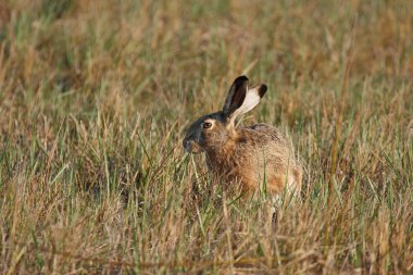 Avrupa hare