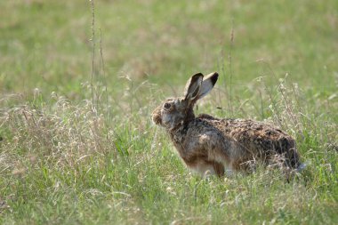 Avrupa hare