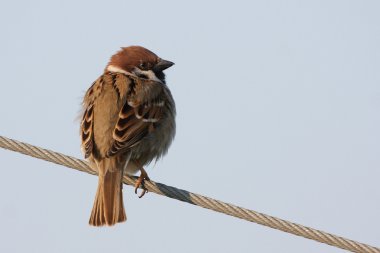 Bird on a wire clipart