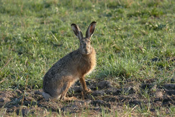 Avrupa hare