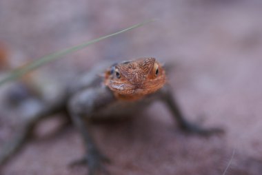 Agamid