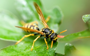 Wasp macro clipart