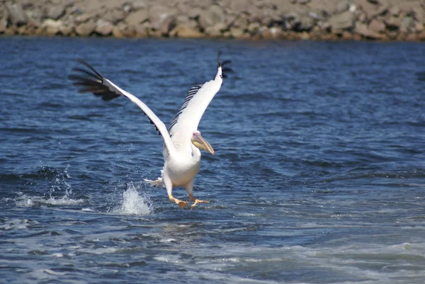 Landing pelican — Stock Photo, Image