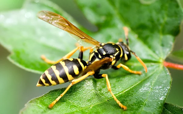 Wasp macro — Stockfoto
