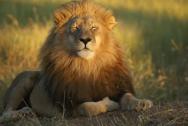 Лев на солнце — стоковое фото