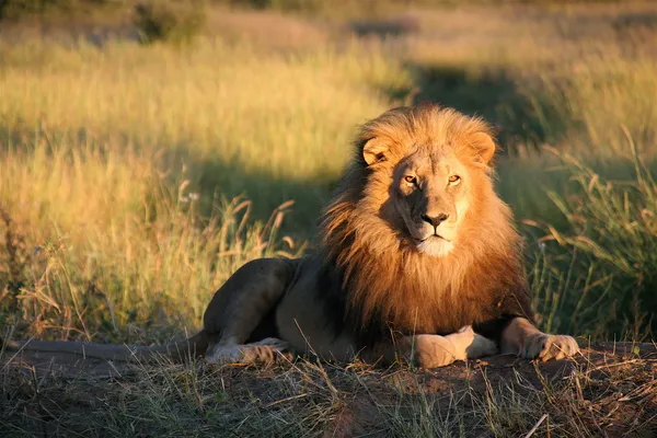 日光浴のライオン — ストック写真