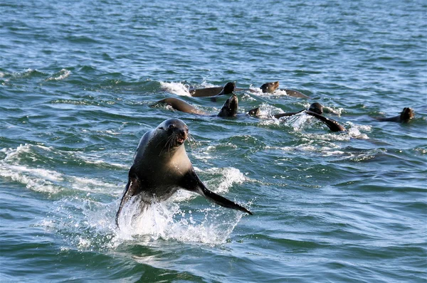 Robben springt aus dem Wasser — Stockfoto