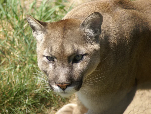 Huvudet av en cougar Stockbild