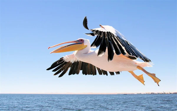 Flying pelican Stock Photo