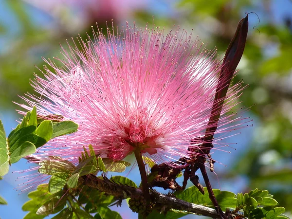 stock image Flower