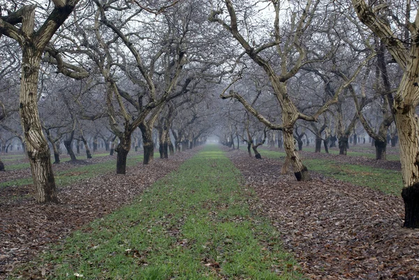 stock image Walnut Groove in winter rain