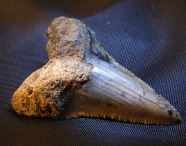 fosil köpekbalığı dişi