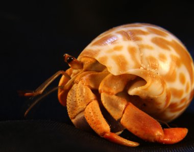 Hermit Crab clipart