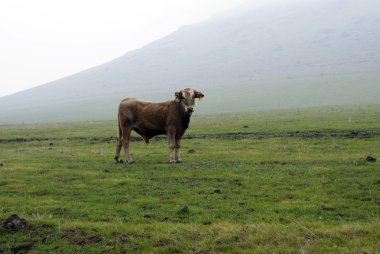 puslu sabah ve yalnız