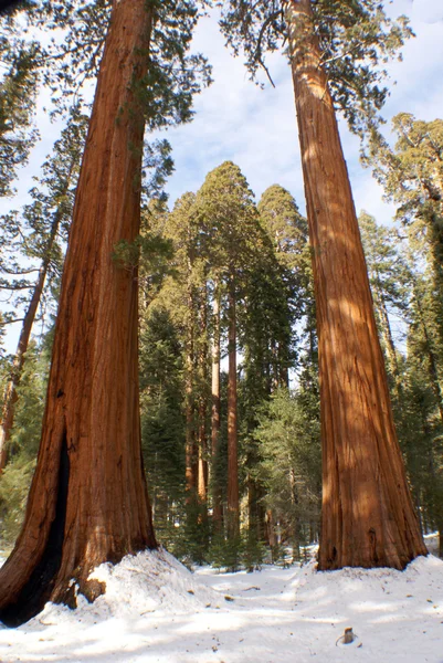 stock image Giant Forest